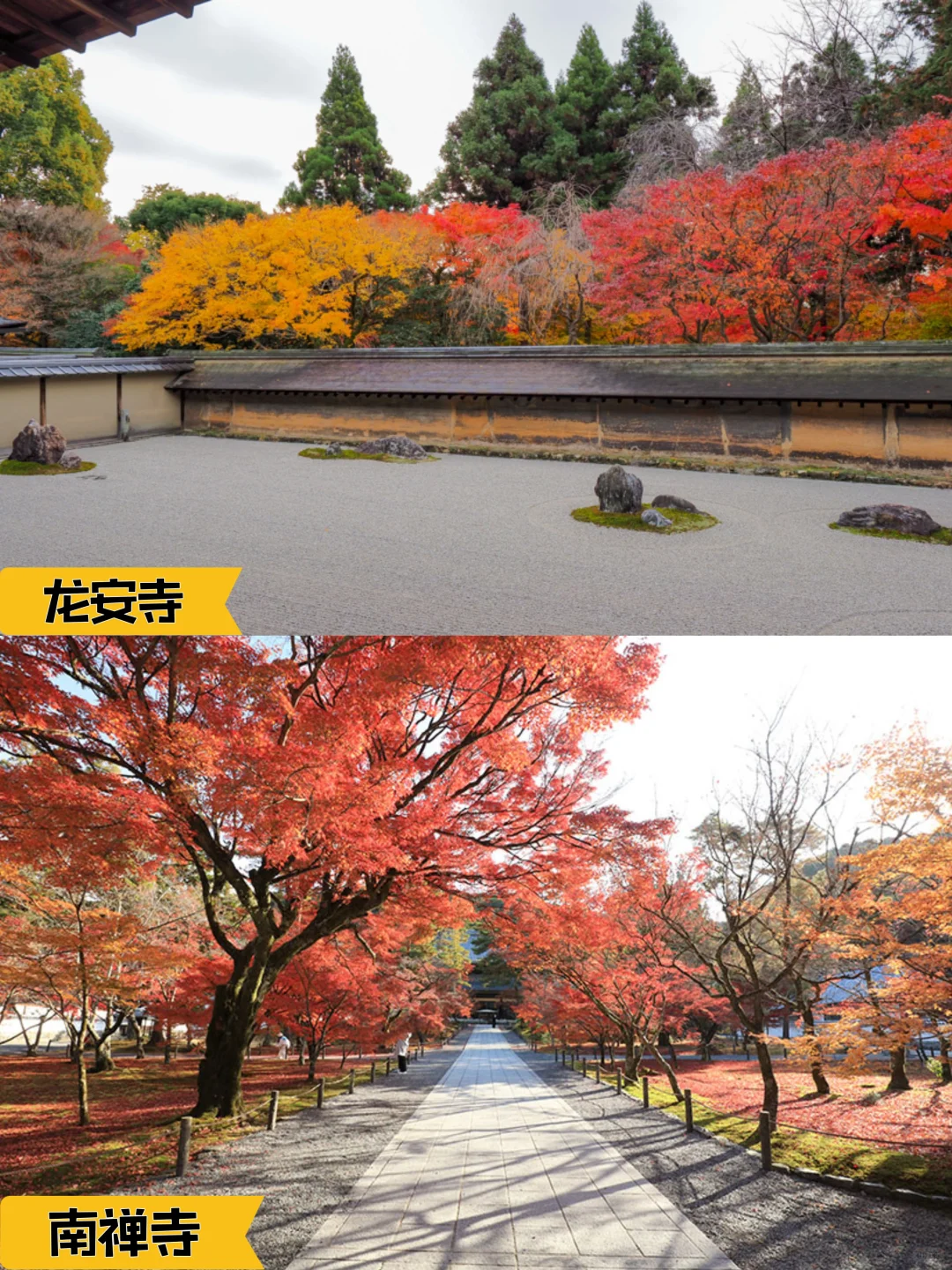 2024京都追枫实时播报📢这些寺院坚挺仍可冲