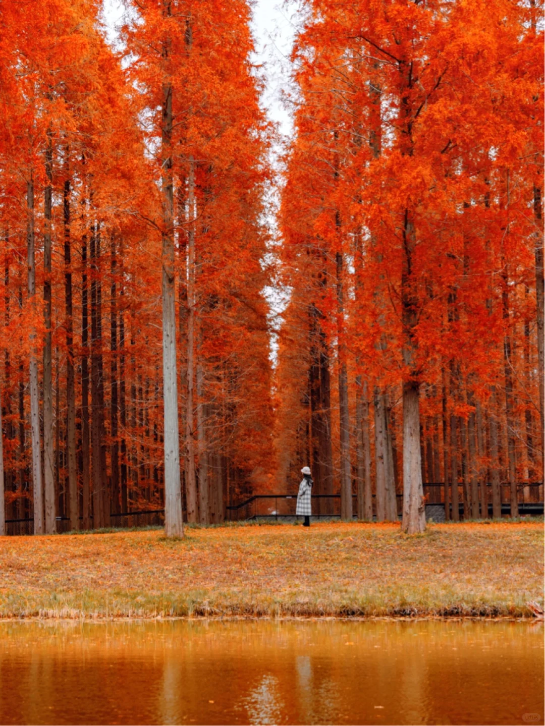 不是新疆！是江苏！美到哭的童话杉林！无人…