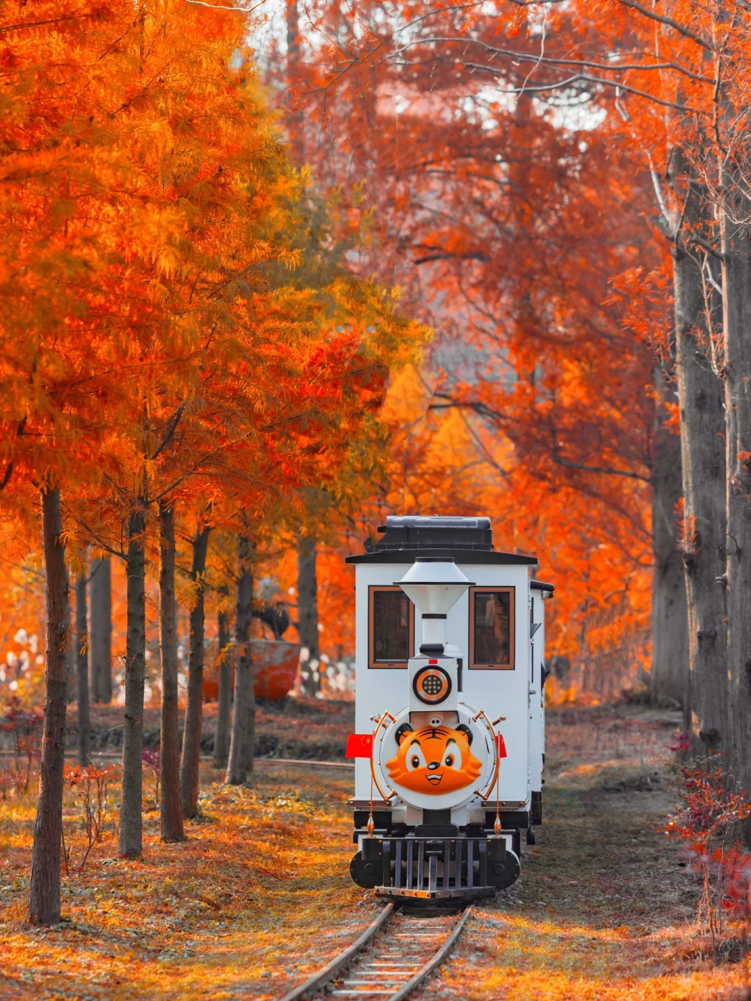 不是新疆！是江苏！美到哭的童话杉林！无人…
