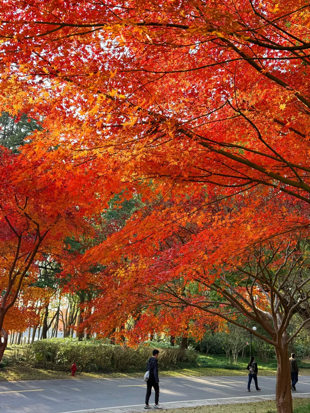 红了!上海这个被严重低估的宝藏公园😍