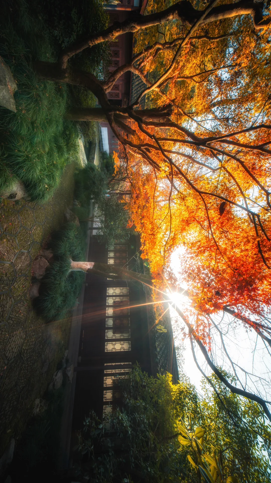 一个杭州99.9%的人都不知道的赏秋景点‼️