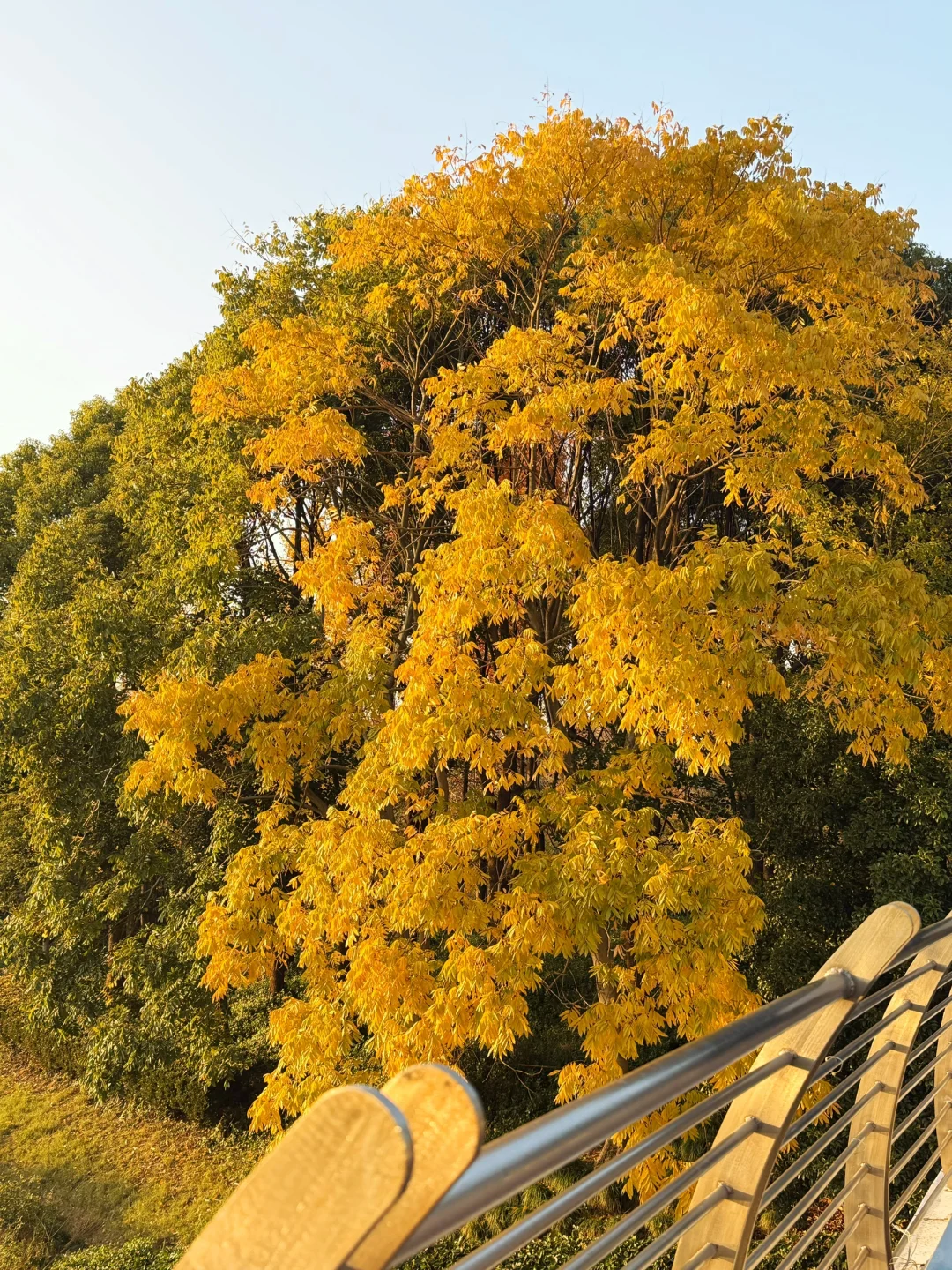 红了!上海这个被严重低估的宝藏公园😍