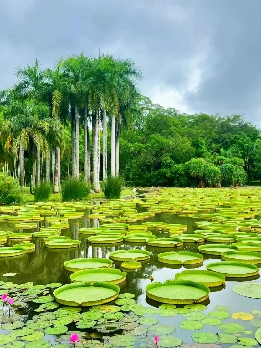 冬季来西双版纳必去十大景点❗新手必看❗