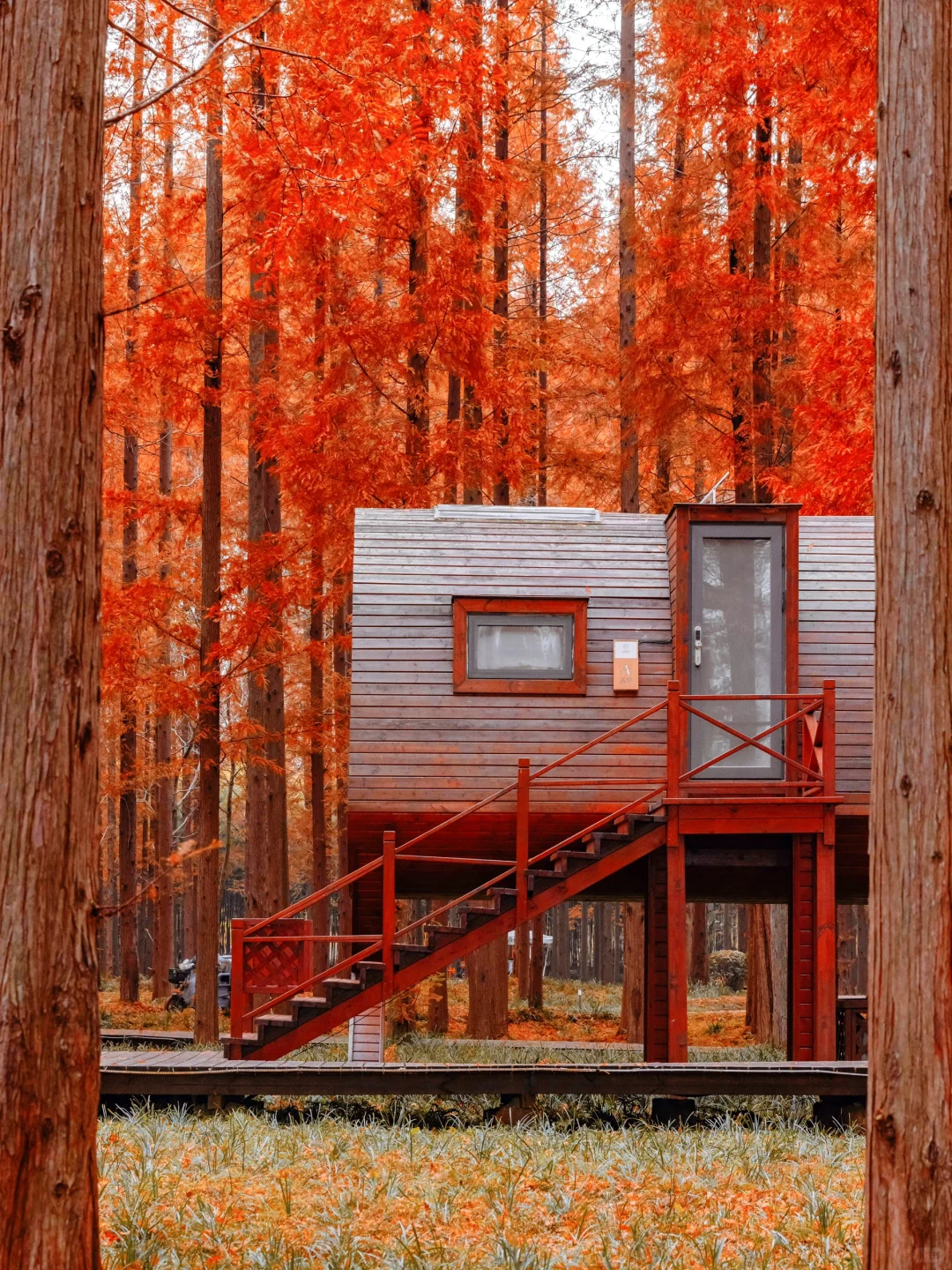 不是新疆！是江苏！美到哭的童话杉林！无人…