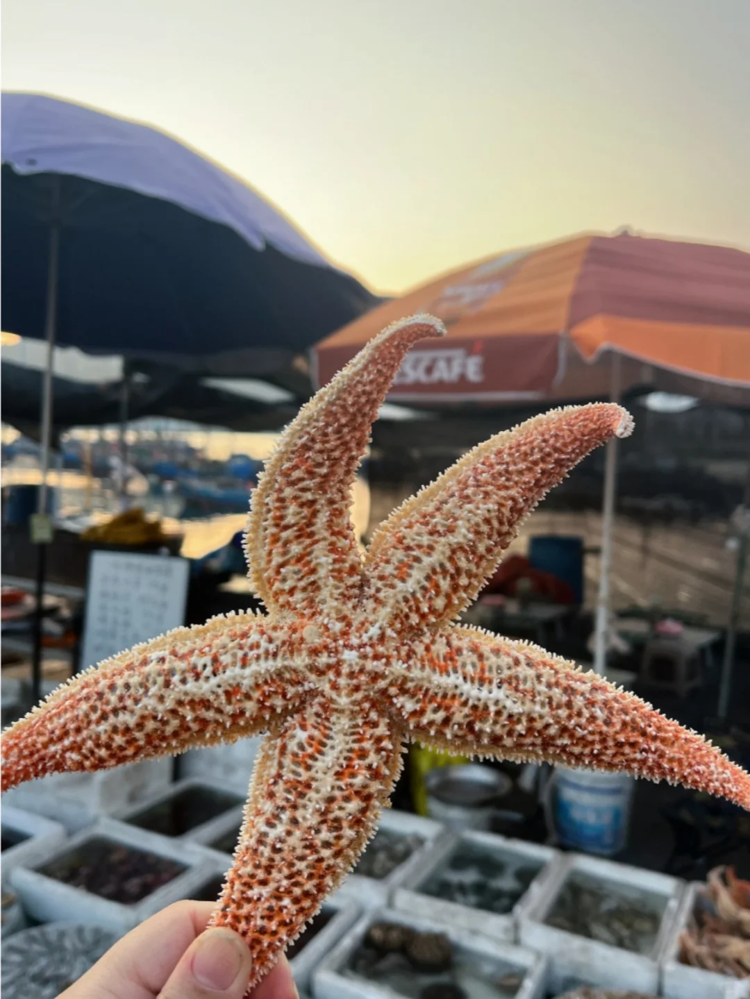 大连Plog，热门景点替大家踩个雷🧐