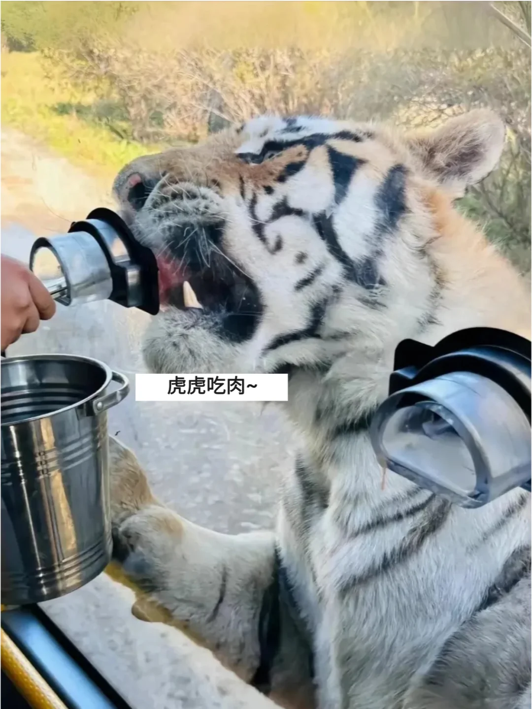 哈尔滨东北虎林园，一去一个“不吱声”❗