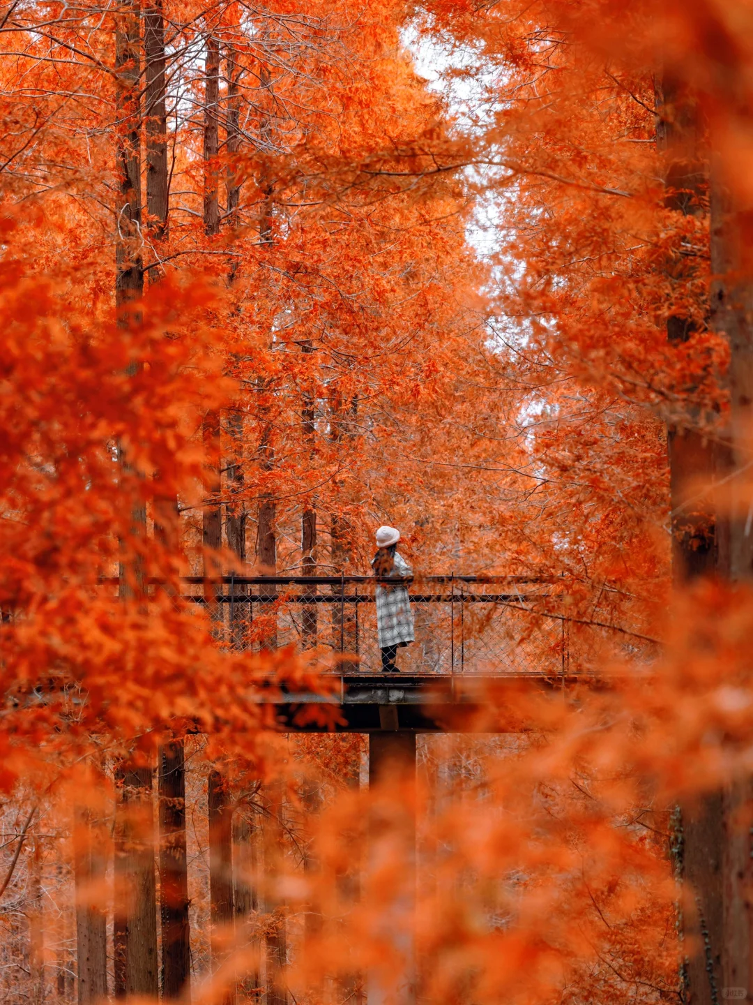 不是新疆！是江苏！美到哭的童话杉林！无人…