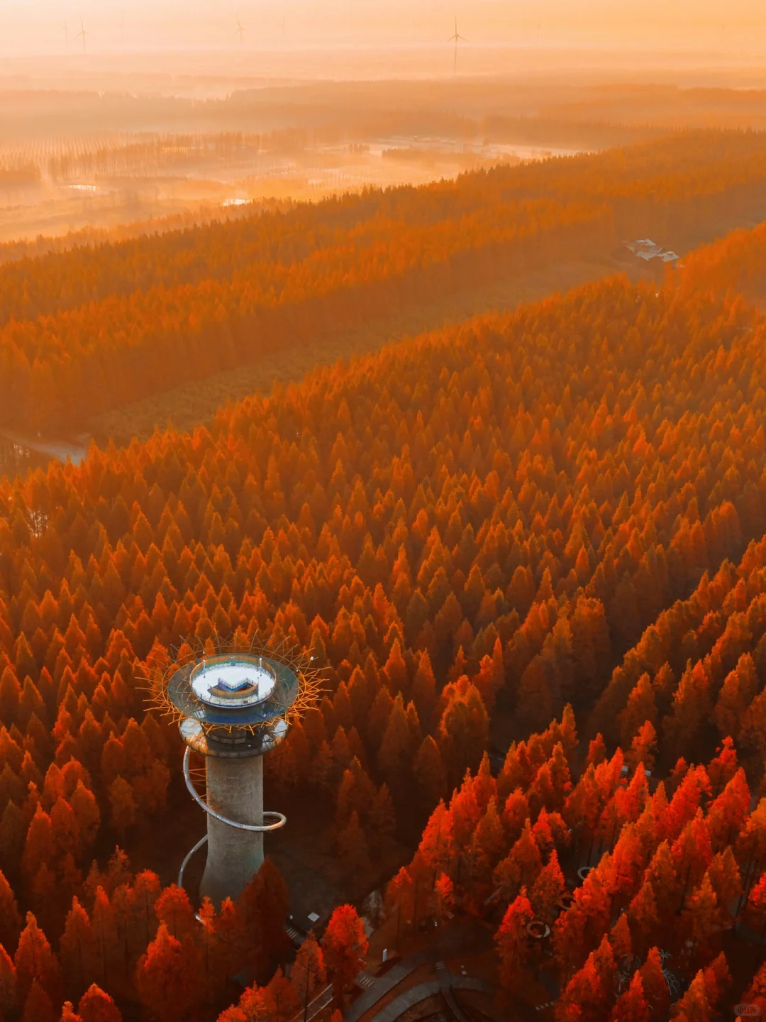 不是新疆！是江苏！美到哭的童话杉林！无人…