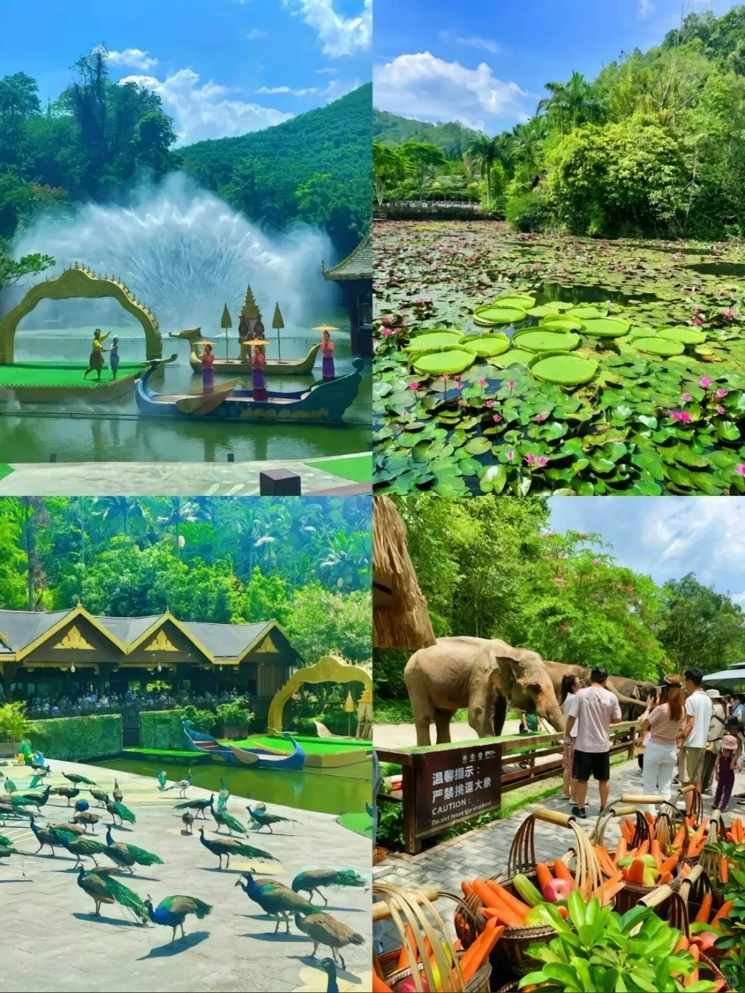 冬季来西双版纳必去十大景点❗新手必看❗