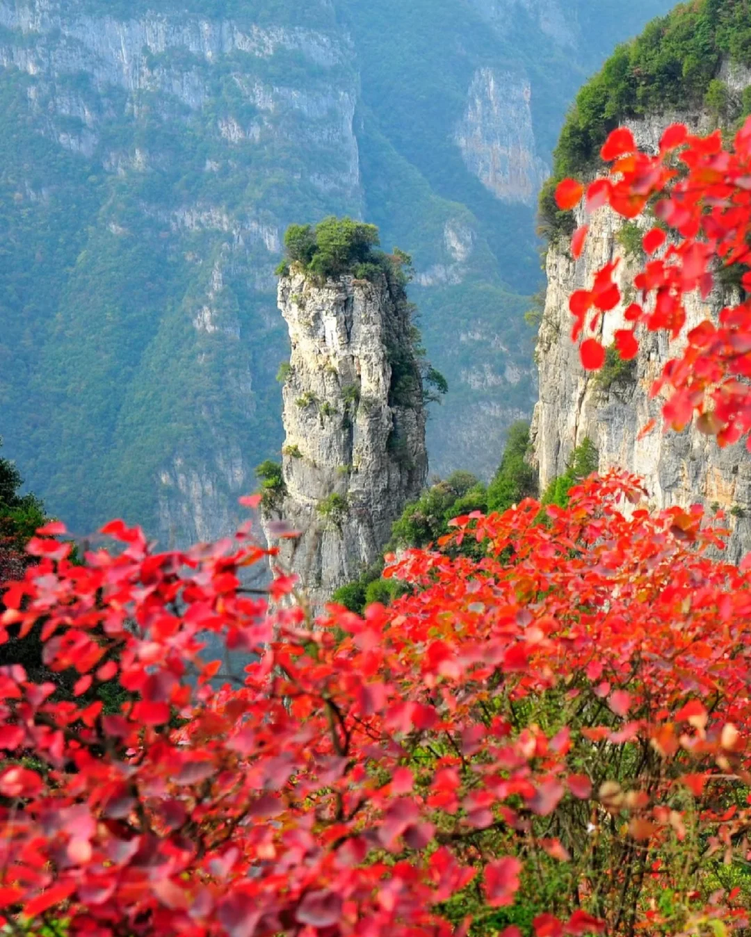 秋天太美了！三峡之巅赏红叶超全攻略