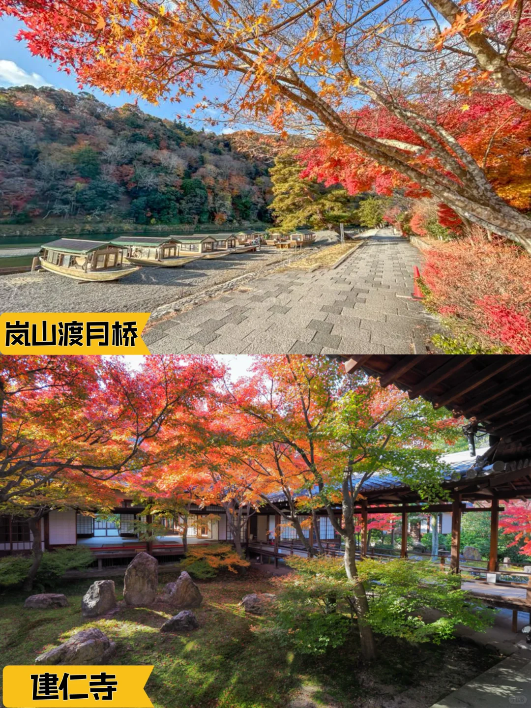 2024京都追枫实时播报📢这些寺院坚挺仍可冲