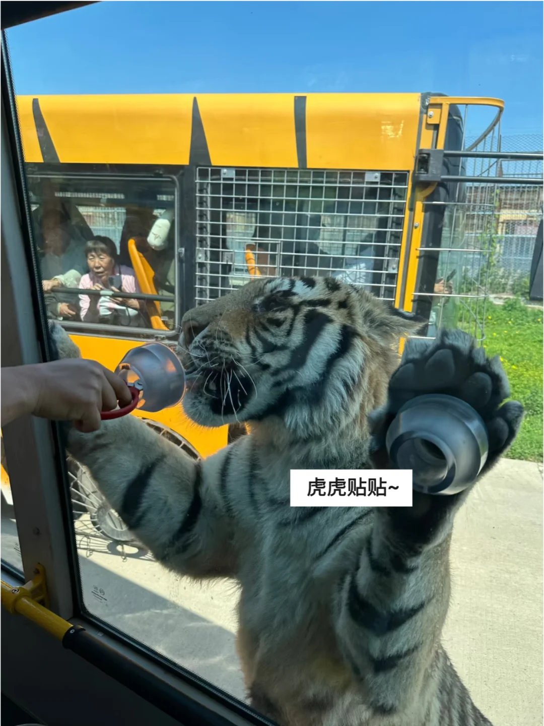 哈尔滨东北虎林园，一去一个“不吱声”❗