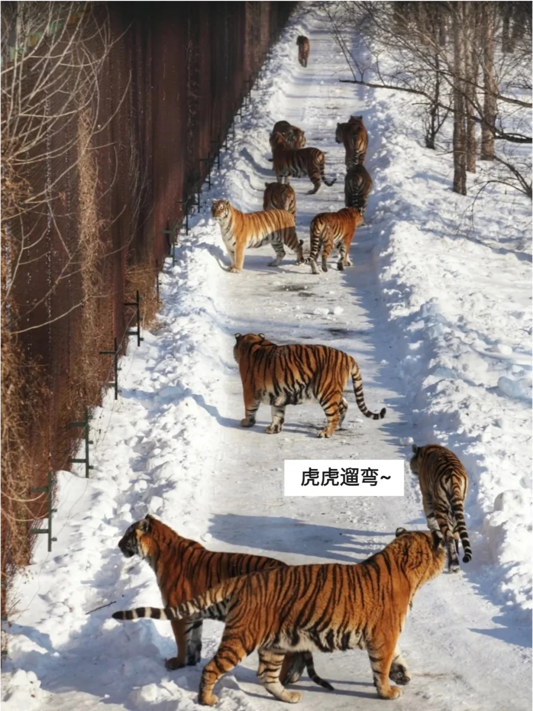 哈尔滨东北虎林园，一去一个“不吱声”❗