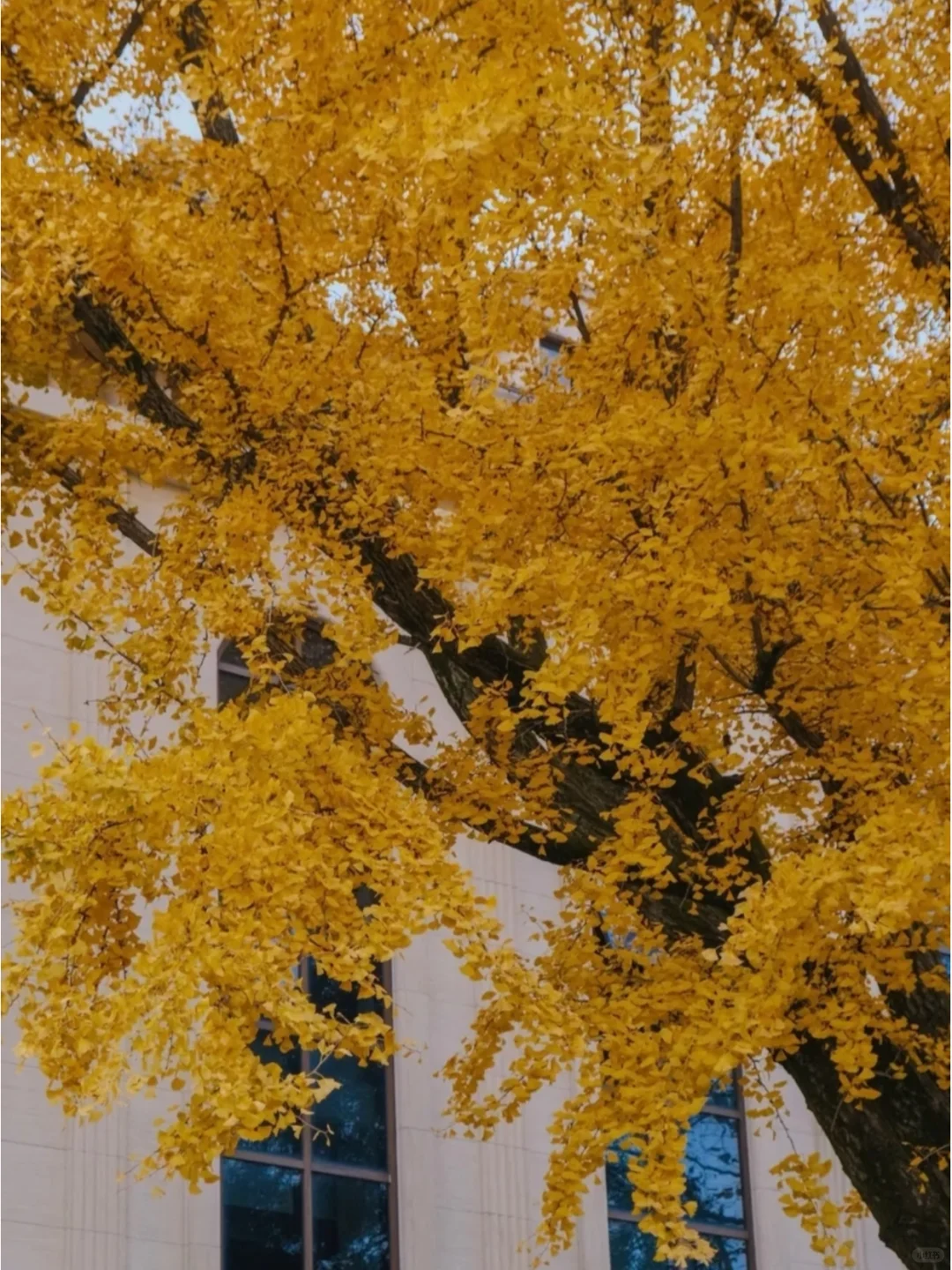 终于找全了莫干山两日游最美秋色打卡点❗