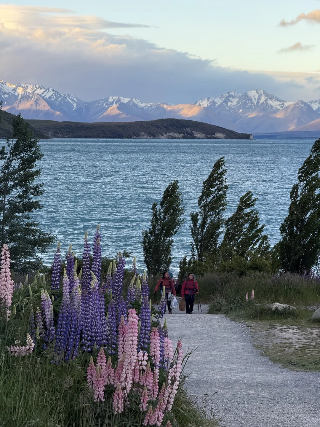 🇳🇿｜Lake Tekapo 原来鲁冰花是真的这么美