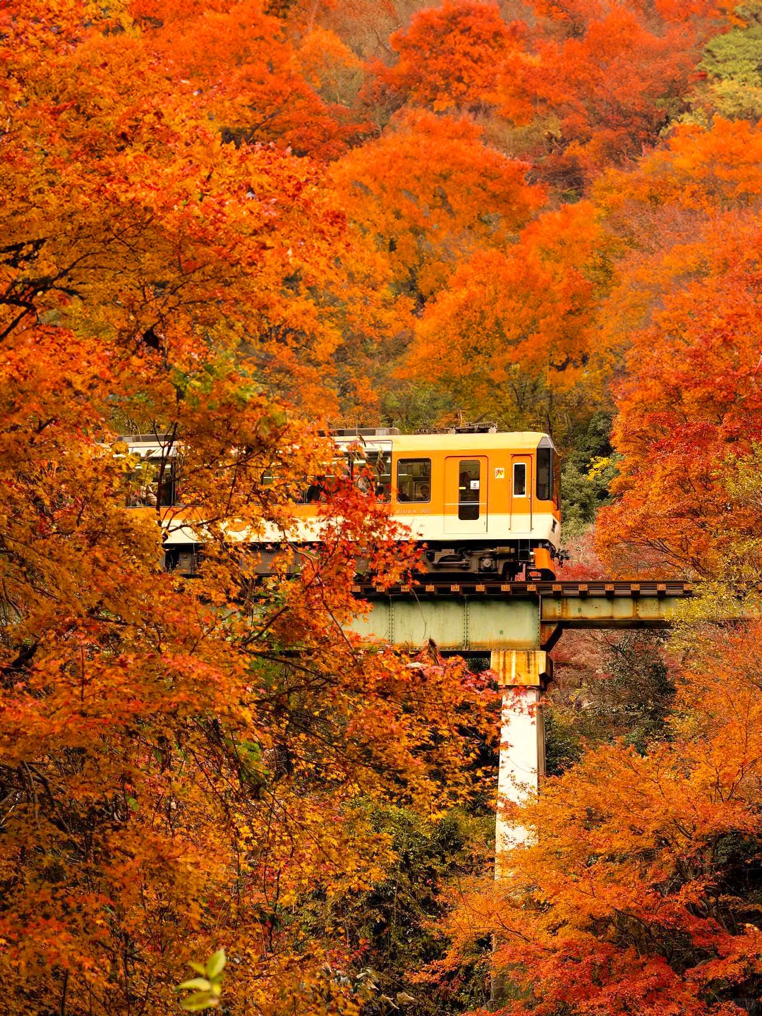 2024京都叡山电车赏枫｜景点路线+交通攻略
