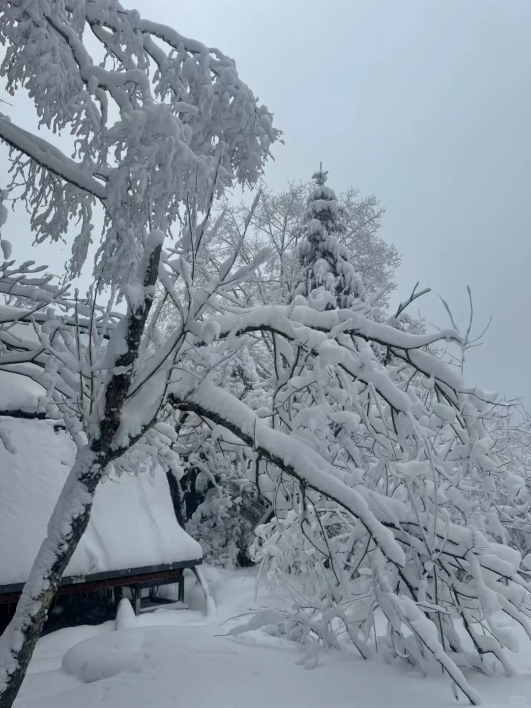 长白山，拼车，包车。