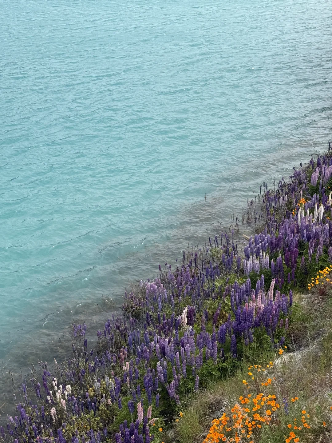 🇳🇿｜Lake Tekapo 原来鲁冰花是真的这么美