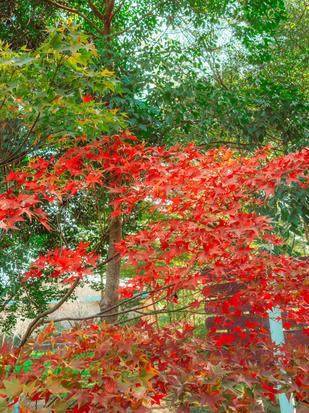 先出发再说｜分享5️⃣个在广州拍枫叶的宝藏地