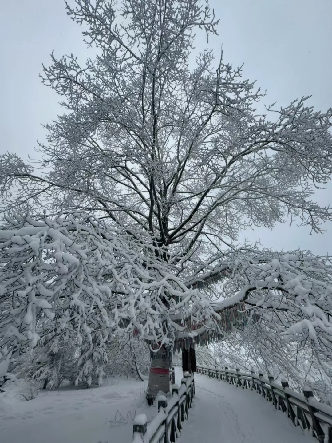 长白山，拼车，包车。