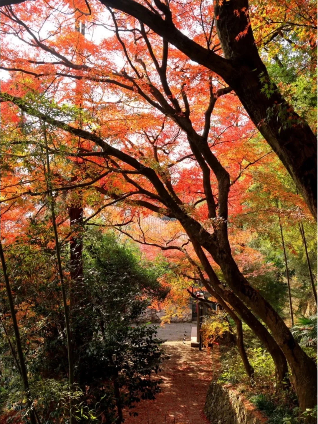 终于找全了莫干山两日游最美秋色打卡点❗