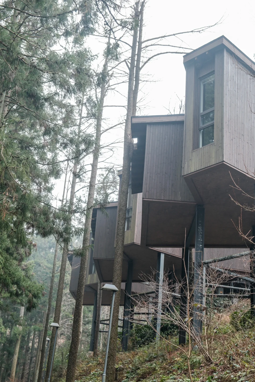宁波，自然谧境，心归森野✧*｡🌳🌳🌳