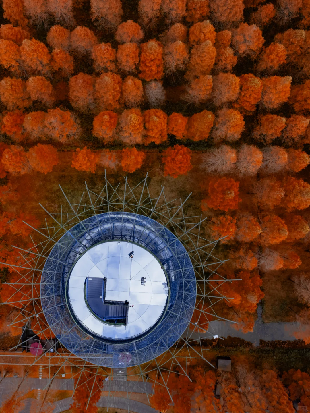 人少景美，这里的水杉丛林秘境像童话‼️