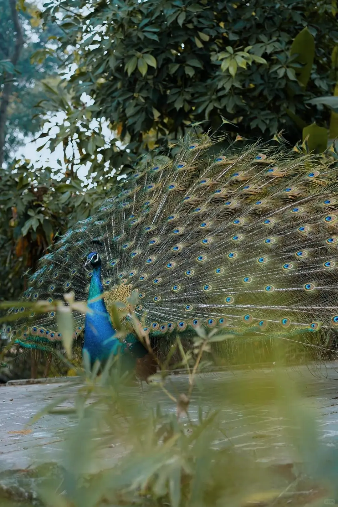 芒市｜想把云南这个边陲小城安利给所有人