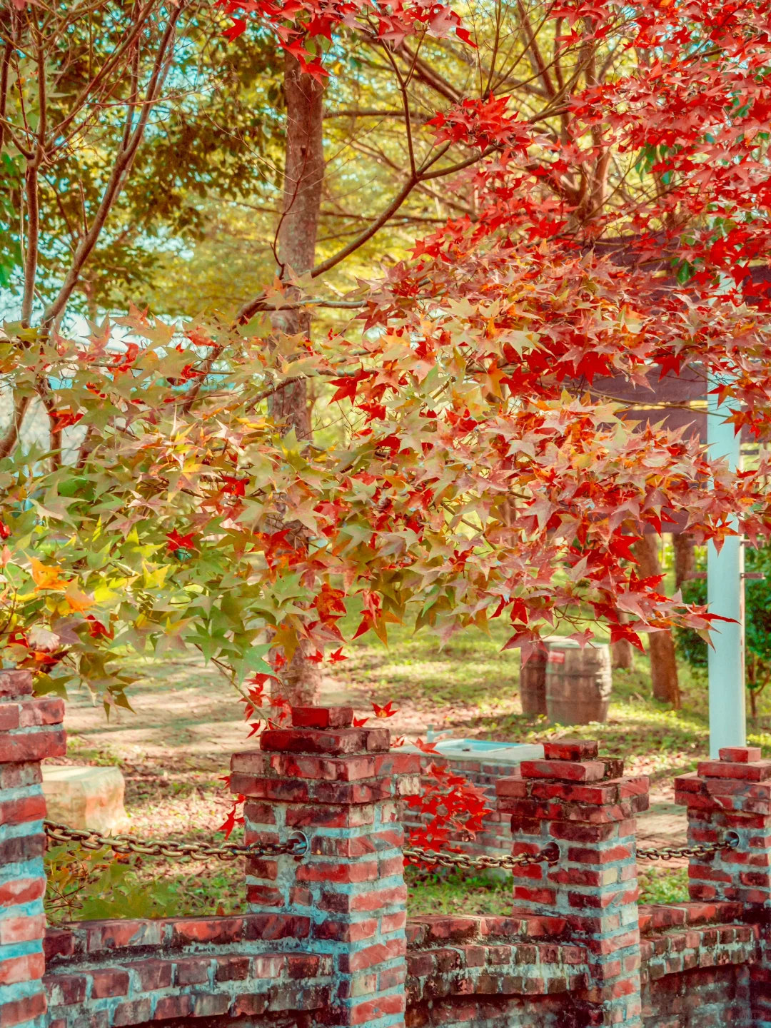 先出发再说｜分享5️⃣个在广州拍枫叶的宝藏地