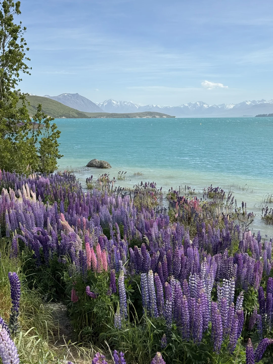 🇳🇿｜Lake Tekapo 原来鲁冰花是真的这么美