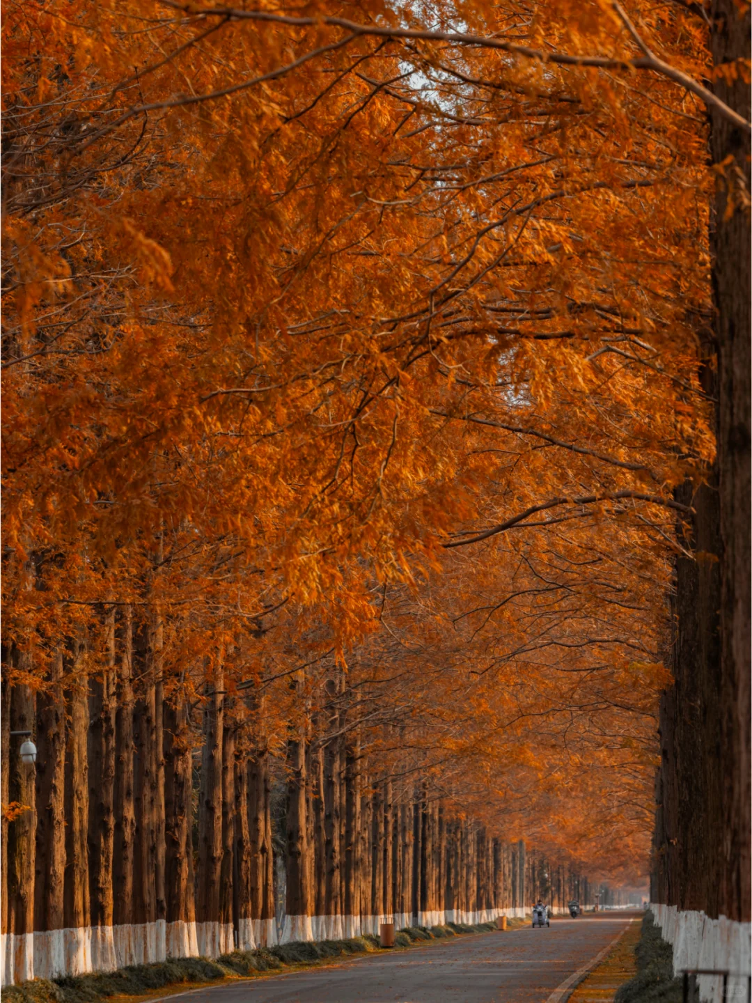 人少景美，这里的水杉丛林秘境像童话‼️