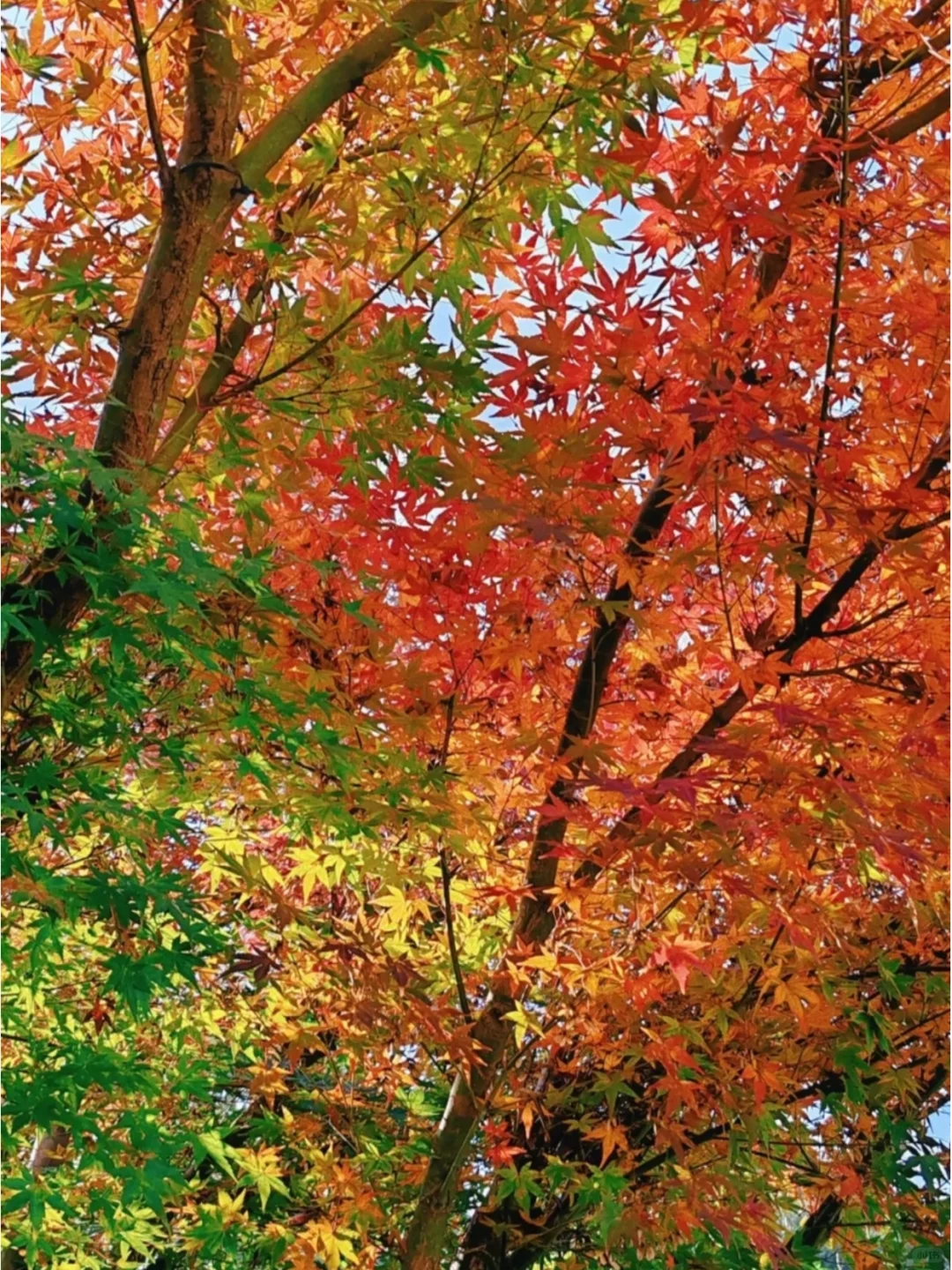 终于找全了莫干山两日游最美秋色打卡点❗