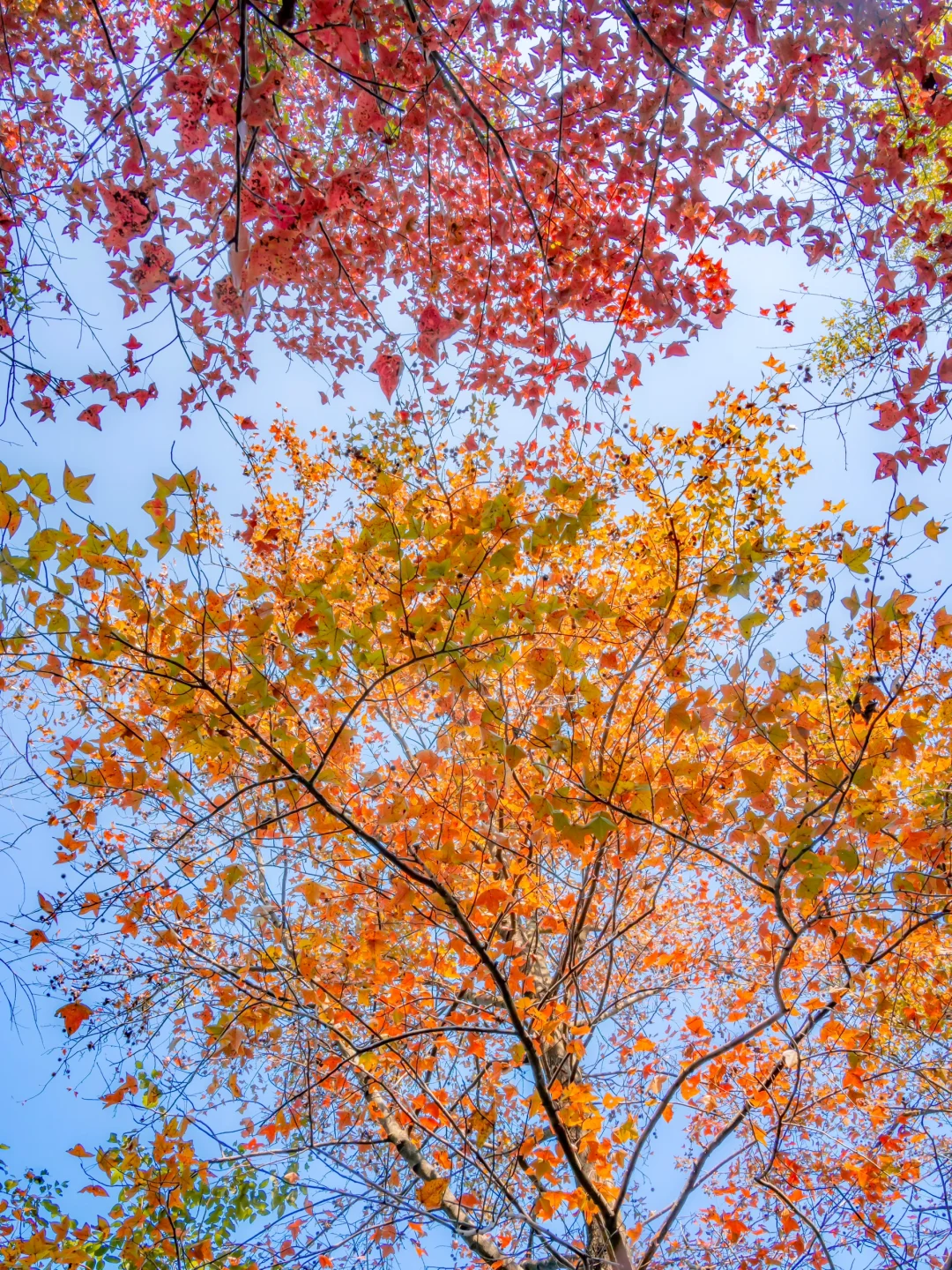 先出发再说｜分享5️⃣个在广州拍枫叶的宝藏地