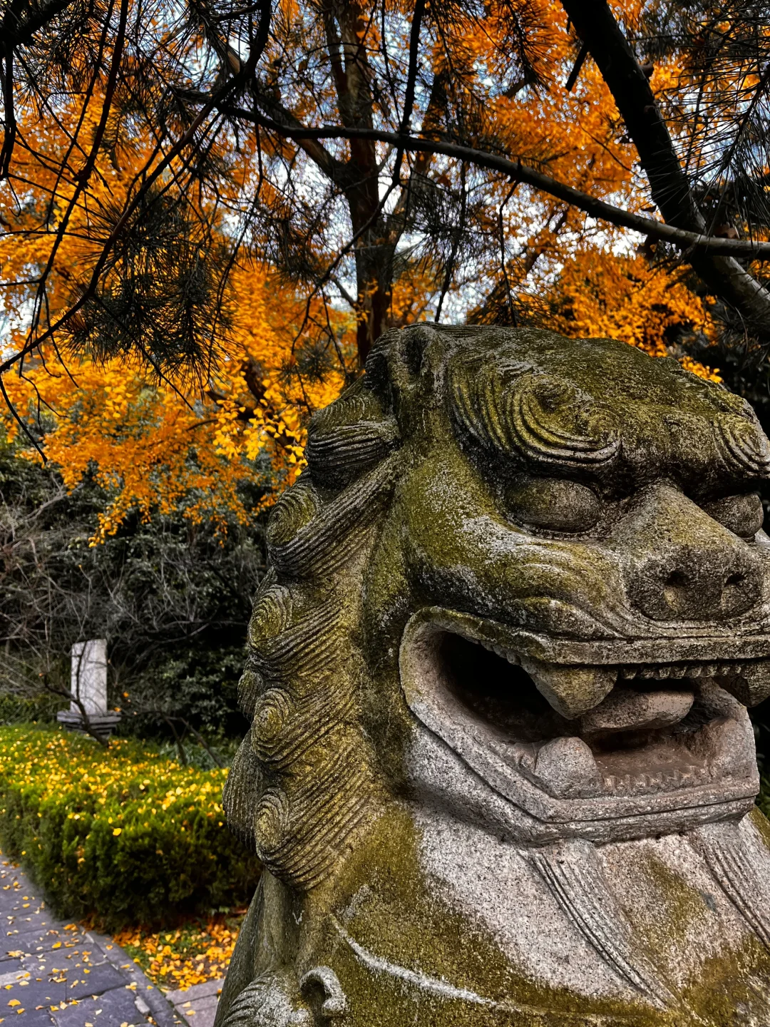藏在雨花台景区里无人知晓的超绝机位!