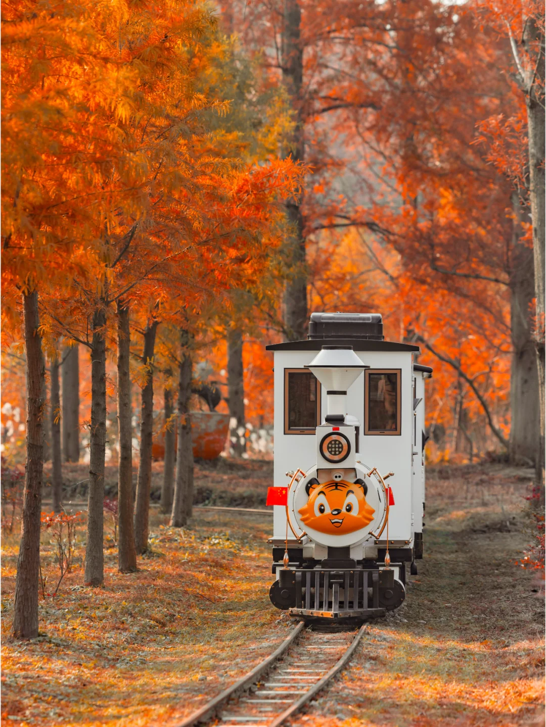 人少景美，这里的水杉丛林秘境像童话‼️