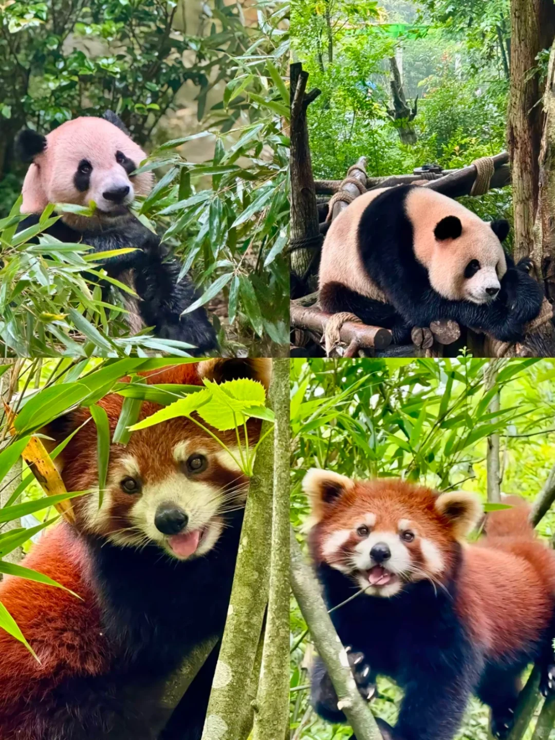 听劝❗️千万别直接去都江堰和熊猫谷