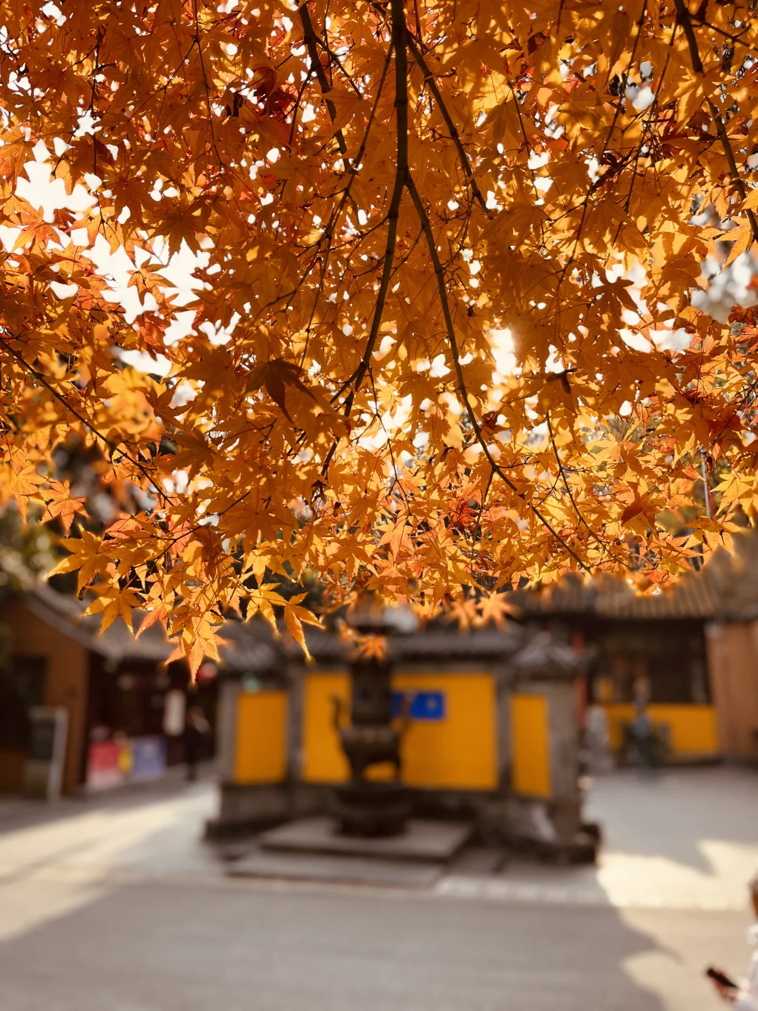 藏在雨花台景区里无人知晓的超绝机位!