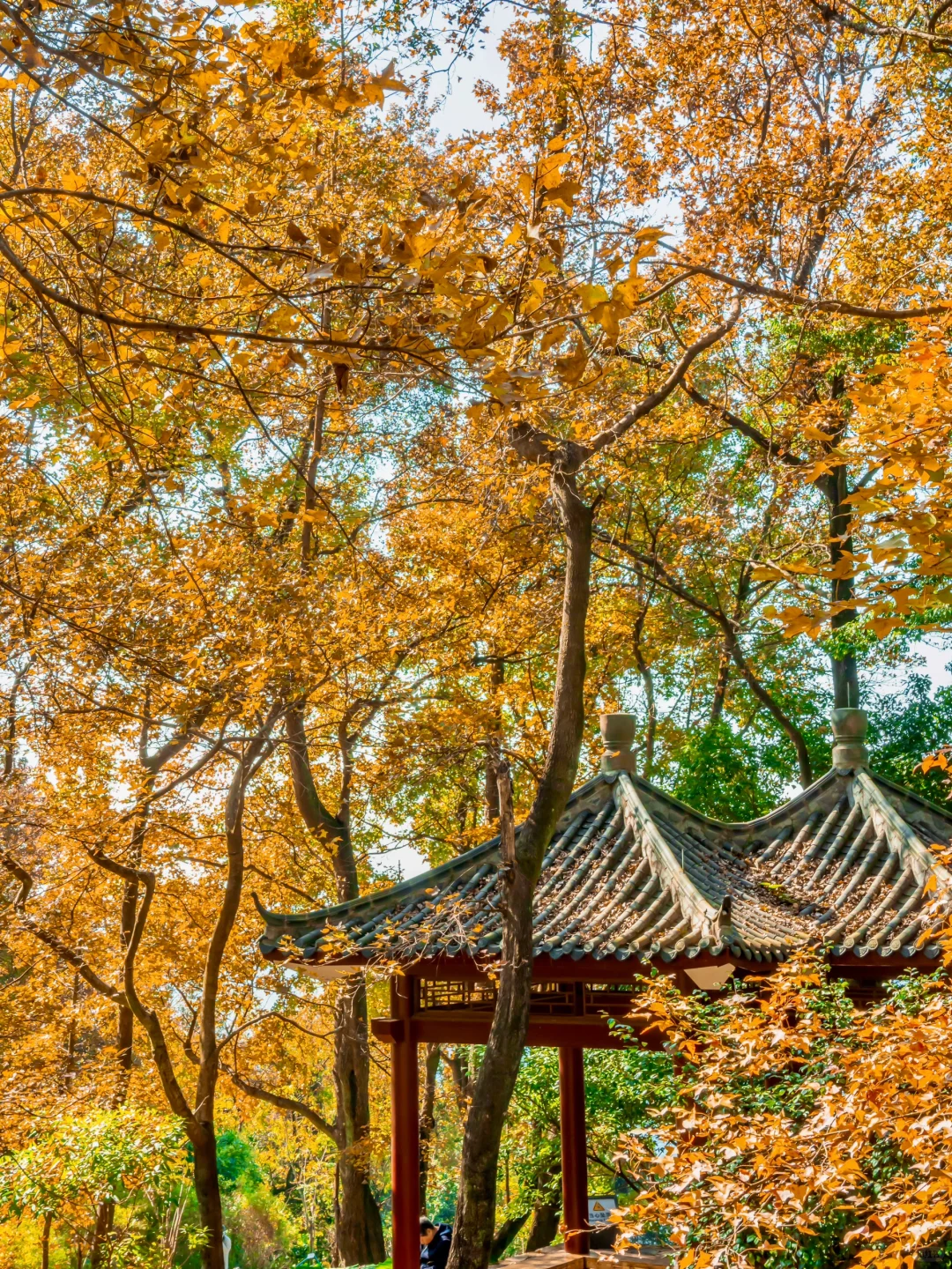 先出发再说｜分享5️⃣个在广州拍枫叶的宝藏地