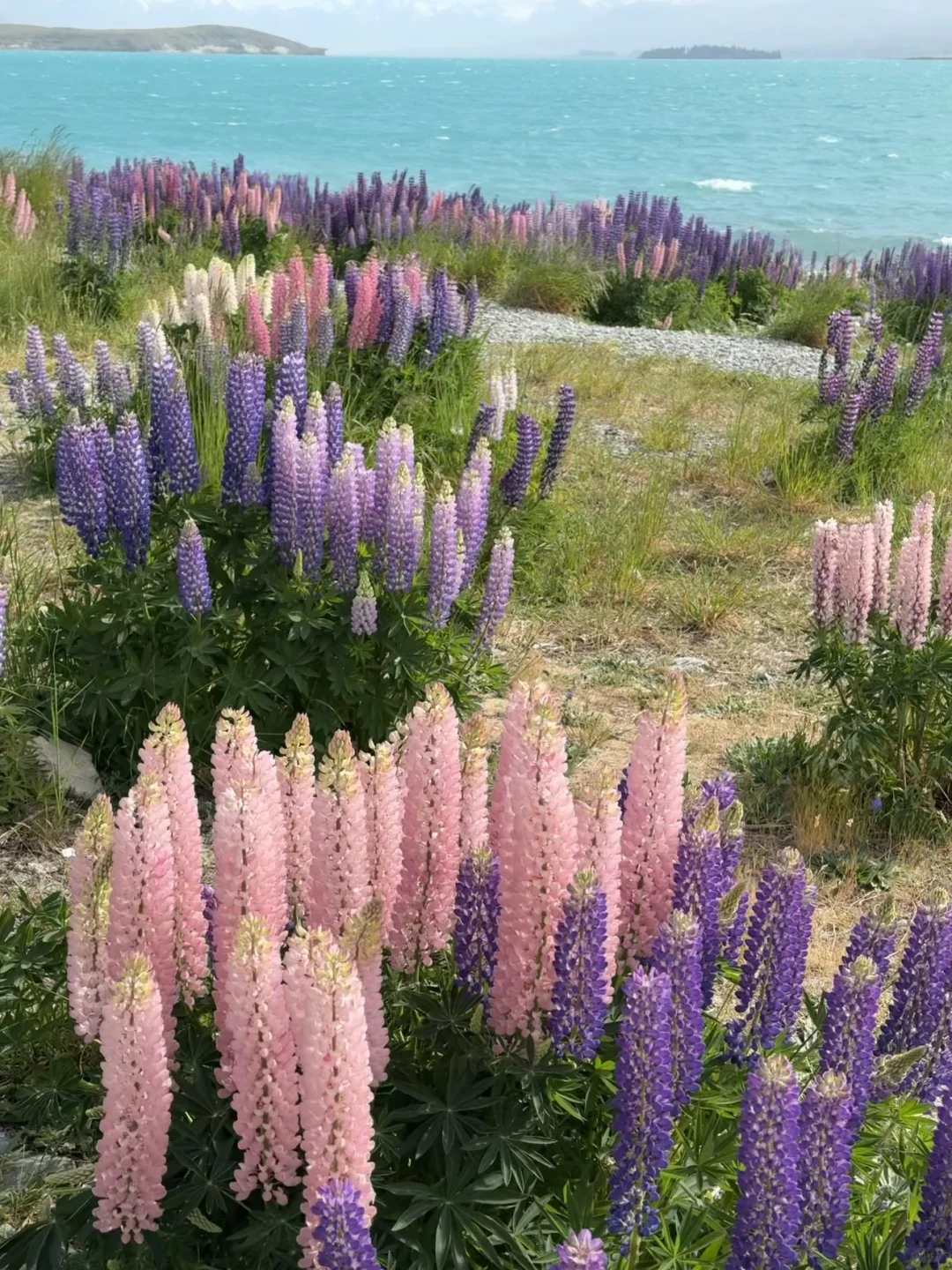 🇳🇿｜Lake Tekapo 原来鲁冰花是真的这么美