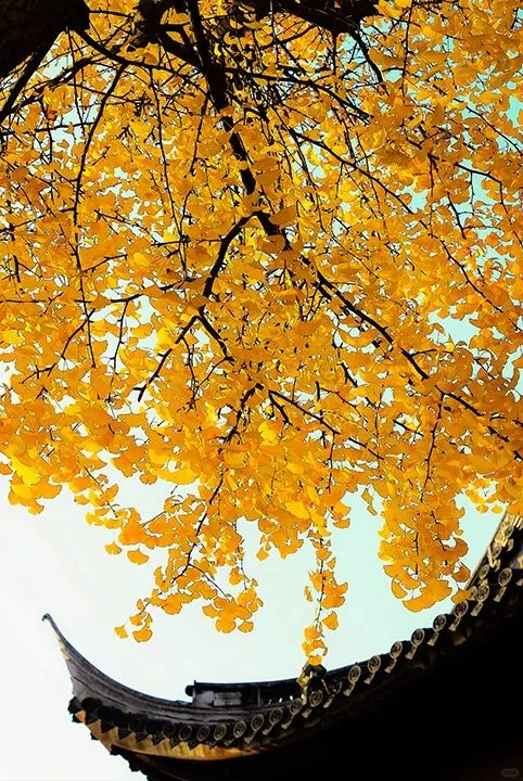 叫爸妈不要在家“秋”腊肉啦!出去耍~