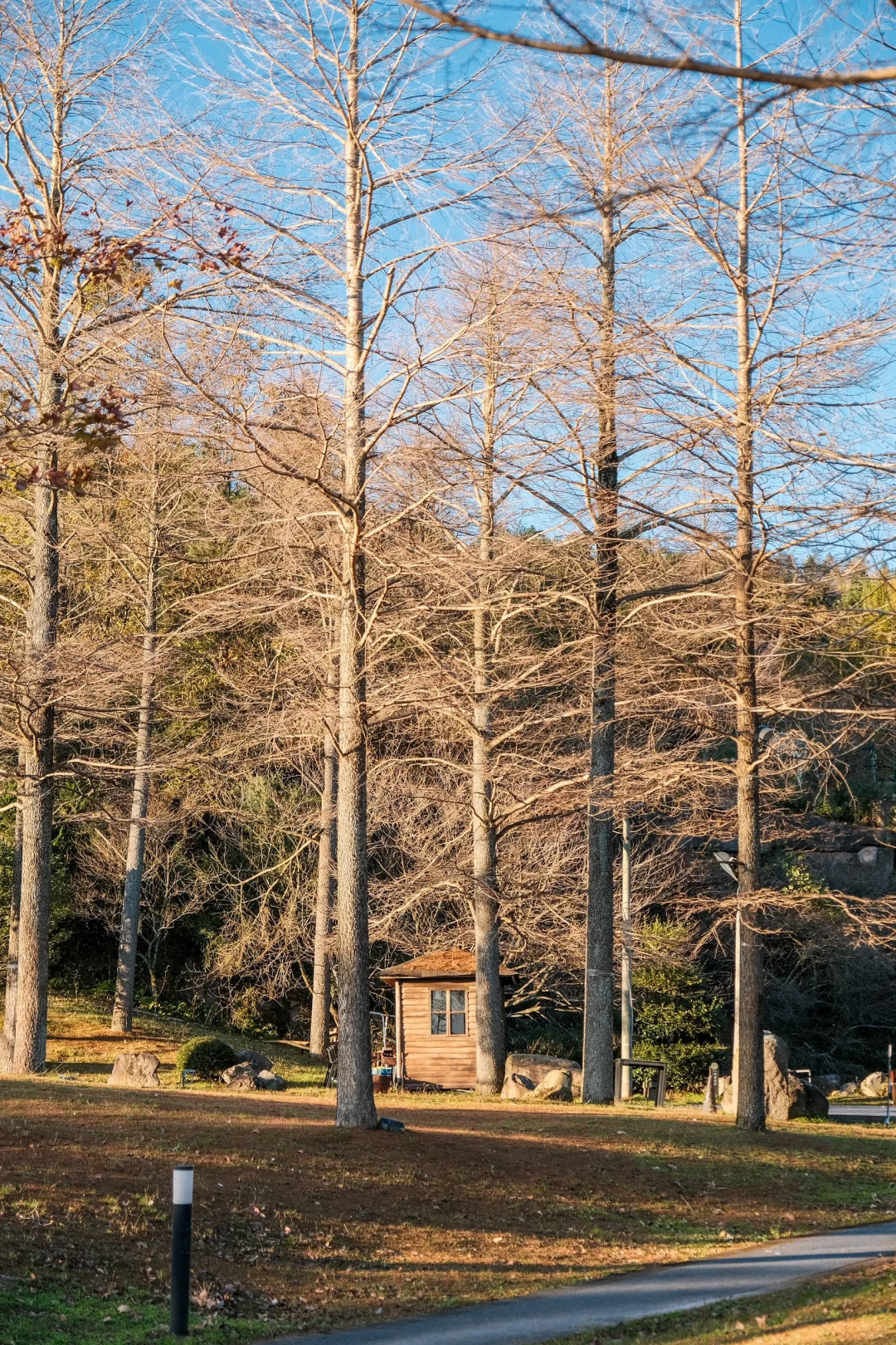 宁波，自然谧境，心归森野✧*｡🌳🌳🌳