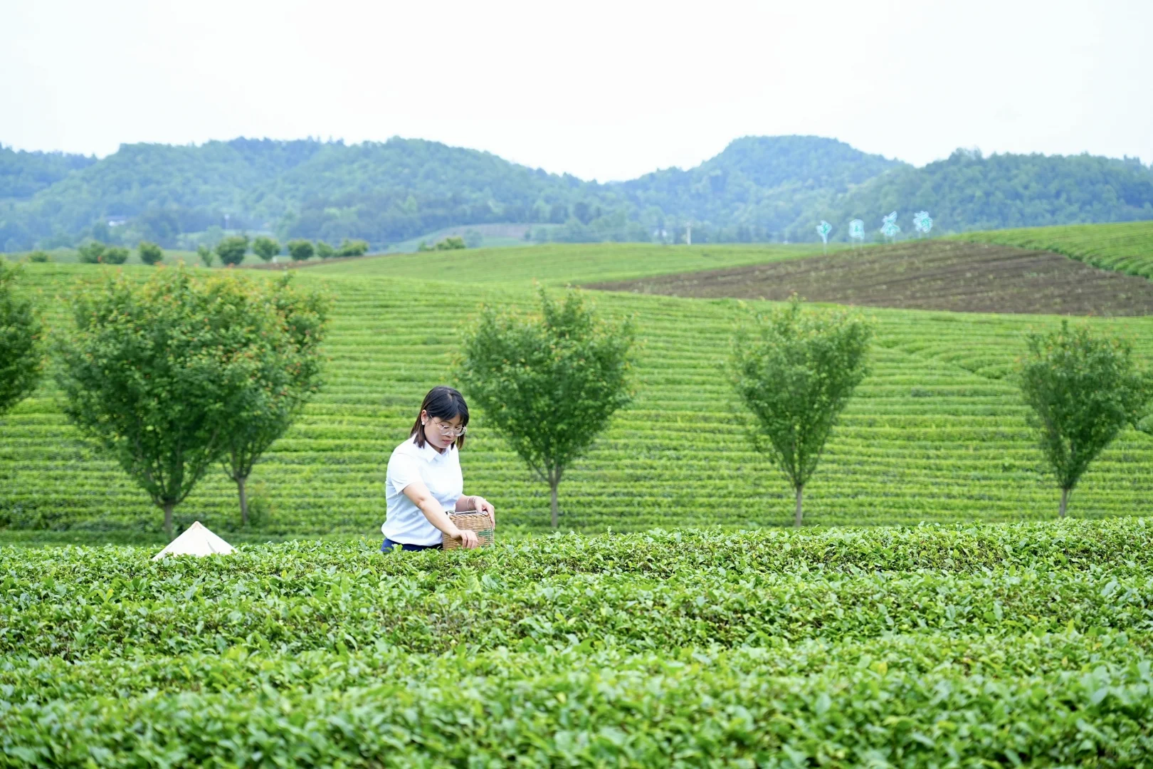 遵义湄潭茶海：拓展新天地，团队共成长