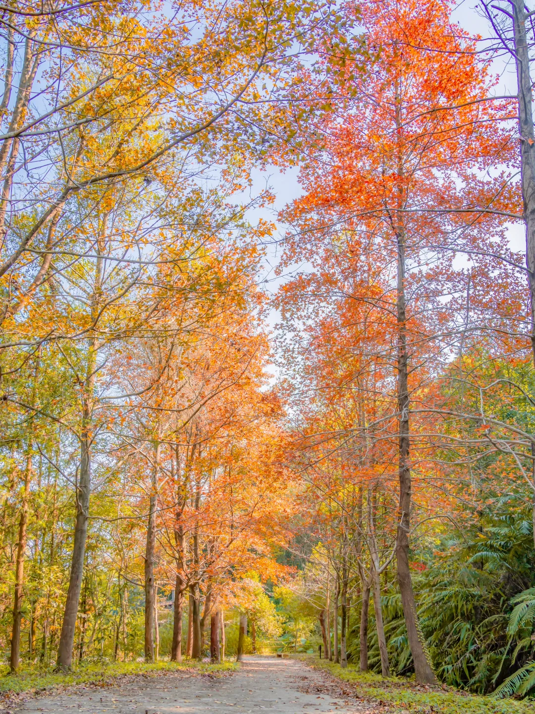先出发再说｜分享5️⃣个在广州拍枫叶的宝藏地