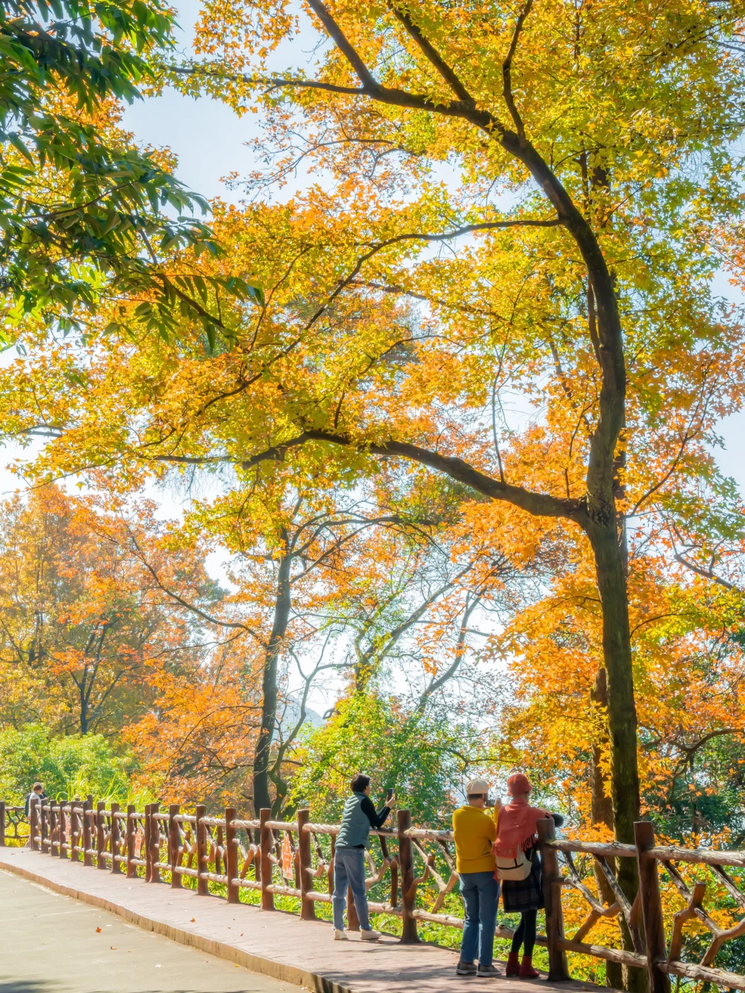 先出发再说｜分享5️⃣个在广州拍枫叶的宝藏地