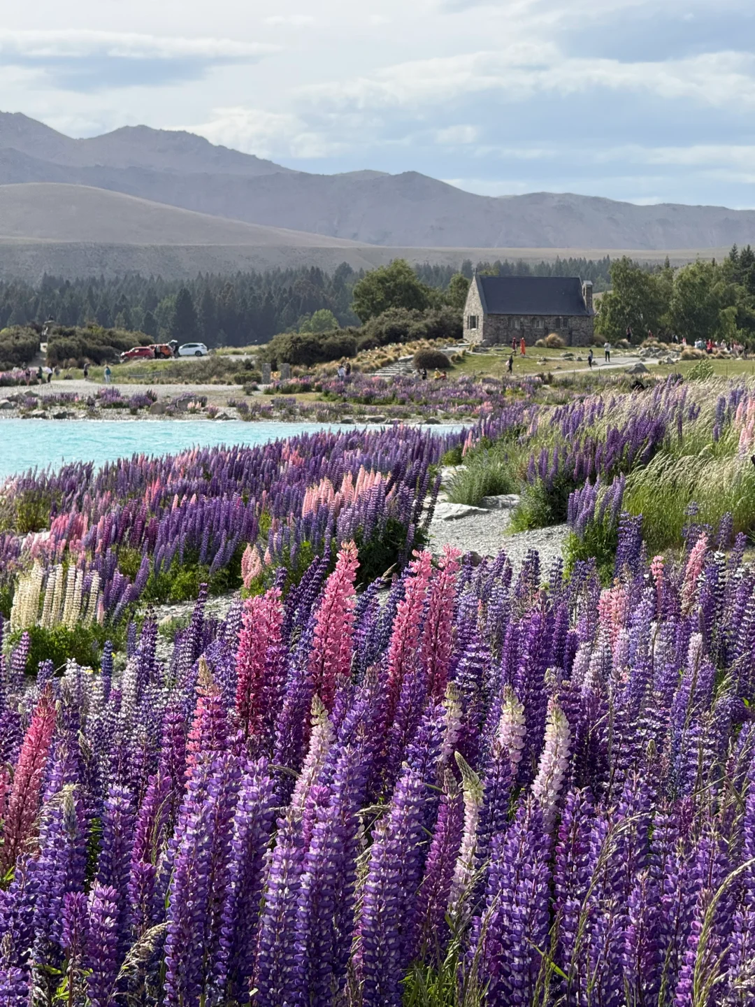 🇳🇿｜Lake Tekapo 原来鲁冰花是真的这么美