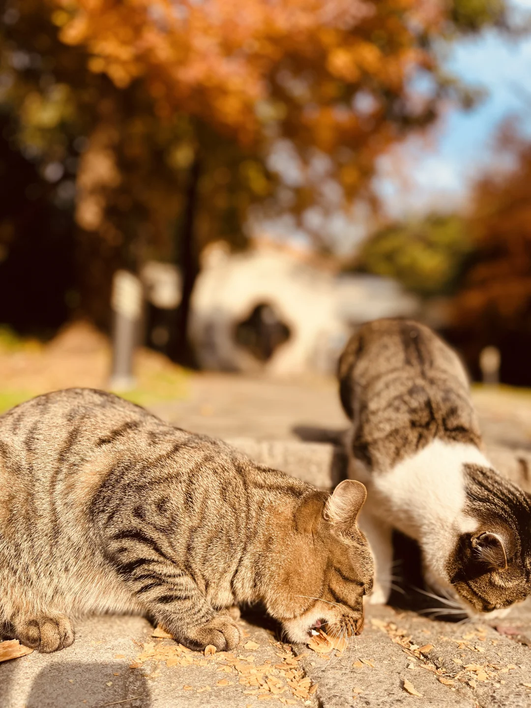 藏在雨花台景区里无人知晓的超绝机位!