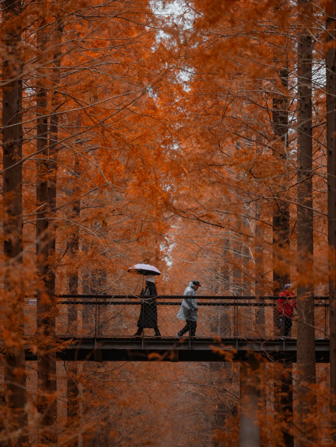 人少景美，这里的水杉丛林秘境像童话‼️