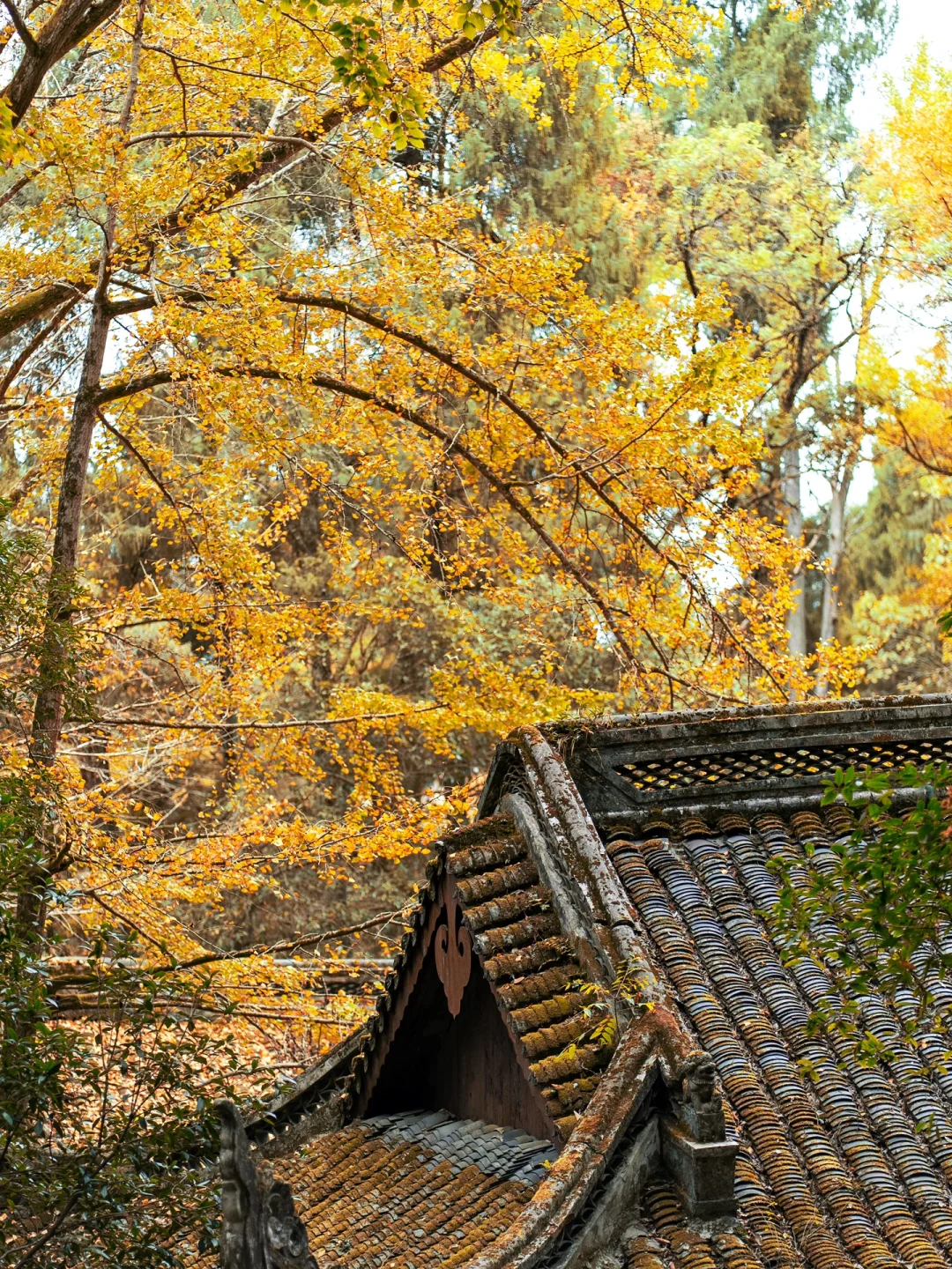 贵州怎么不宣传这里啊⁉️深山中的明代飞云崖
