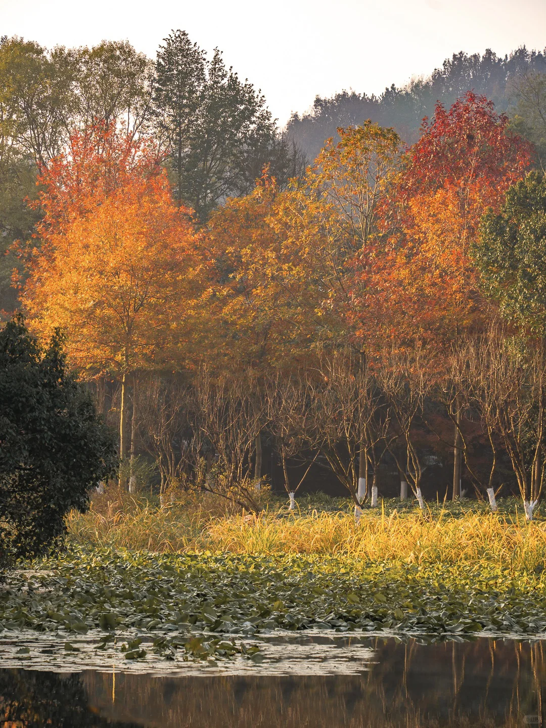 紧邻西湖‼️本地人都爱逛的小众赏秋公园!🍁