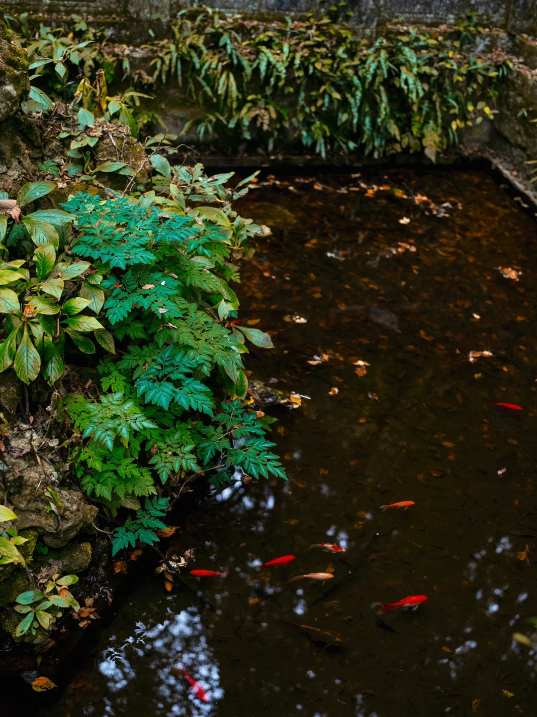贵州怎么不宣传这里啊⁉️深山中的明代飞云崖